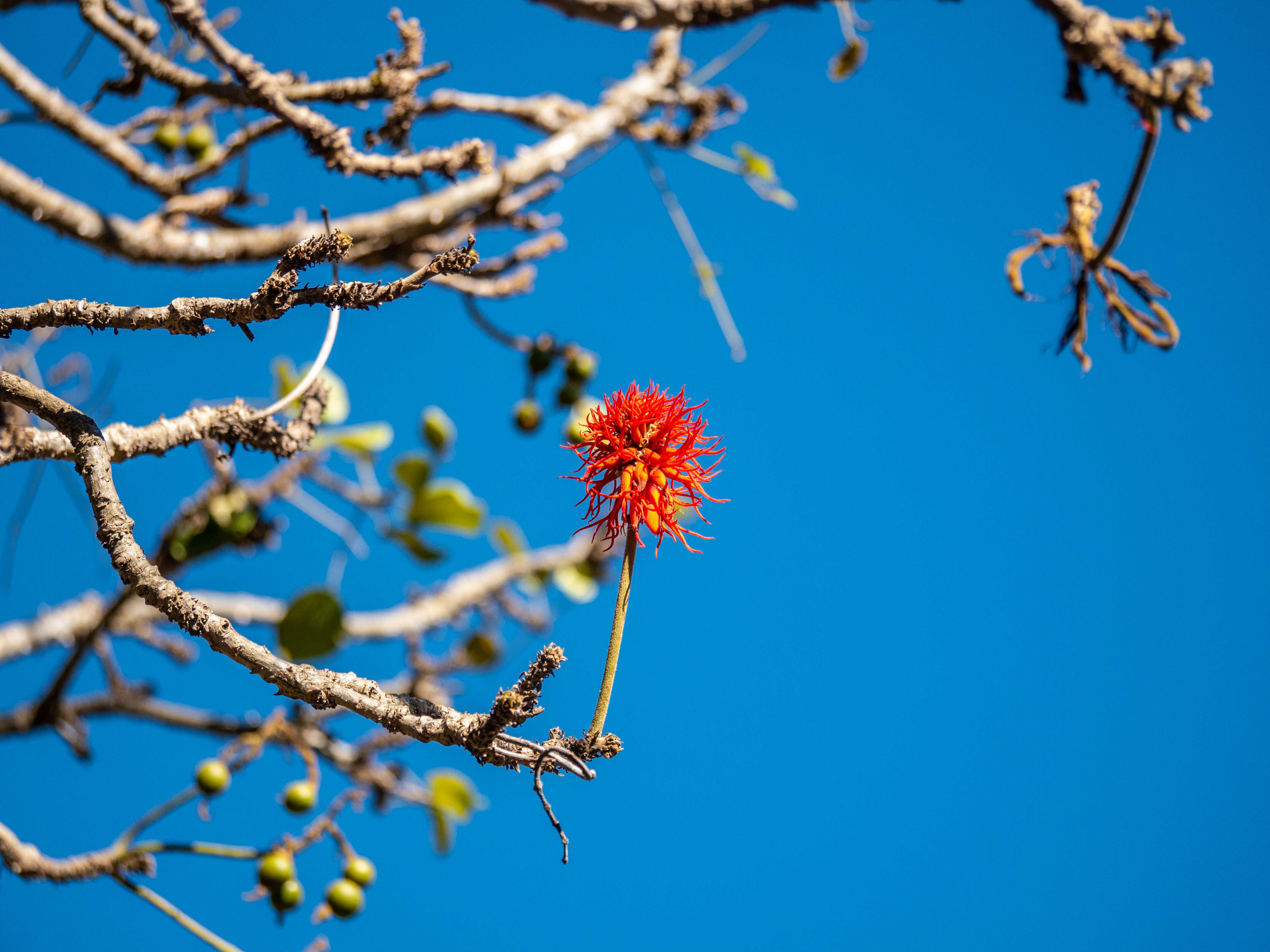 Imagem de Erythrina abyssinica DC.