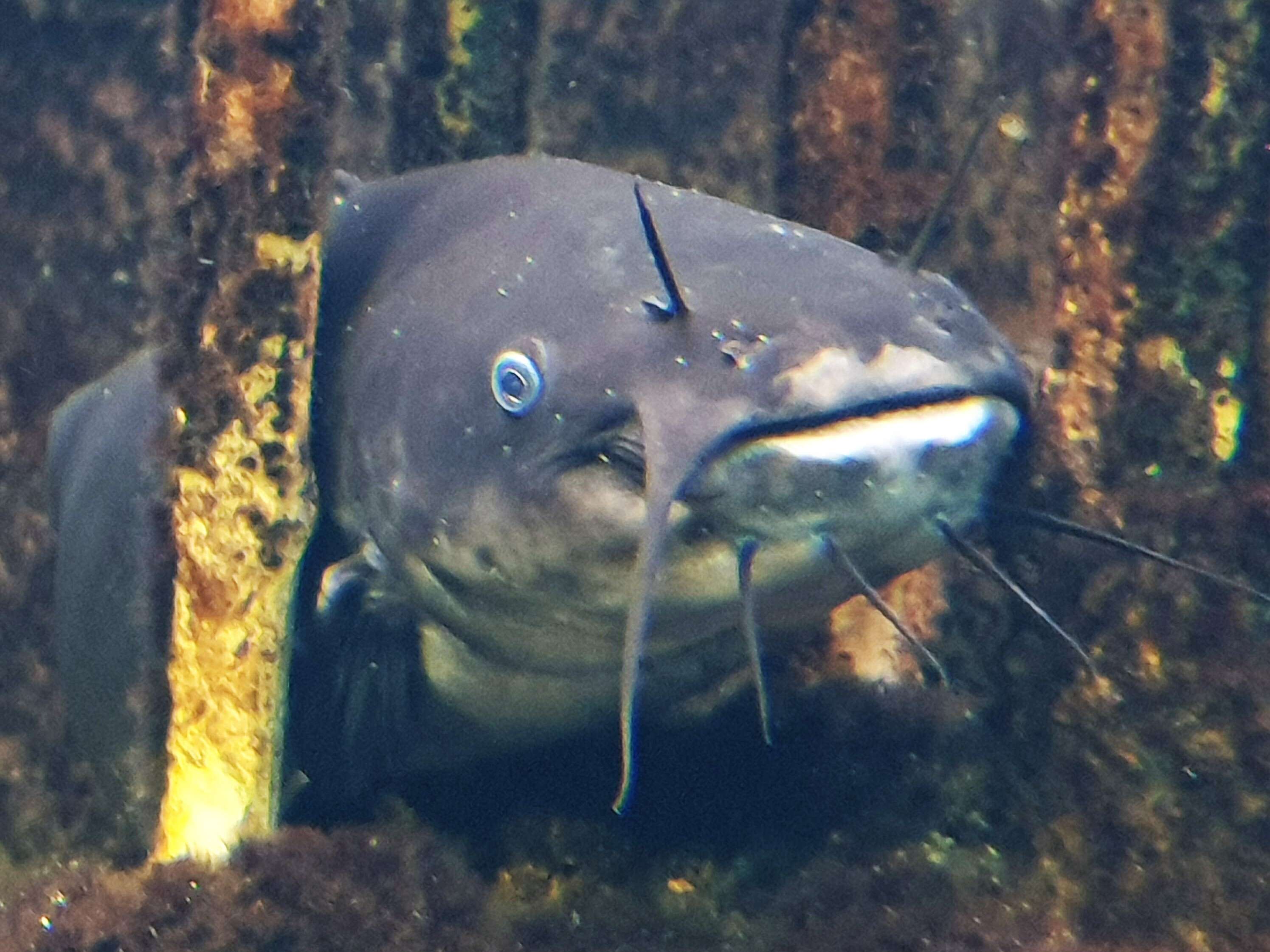 Image of Black Bullhead