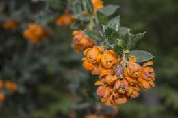 Image of Darwin's berberis