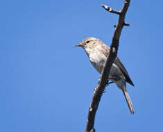 Image of Common Chiffchaff