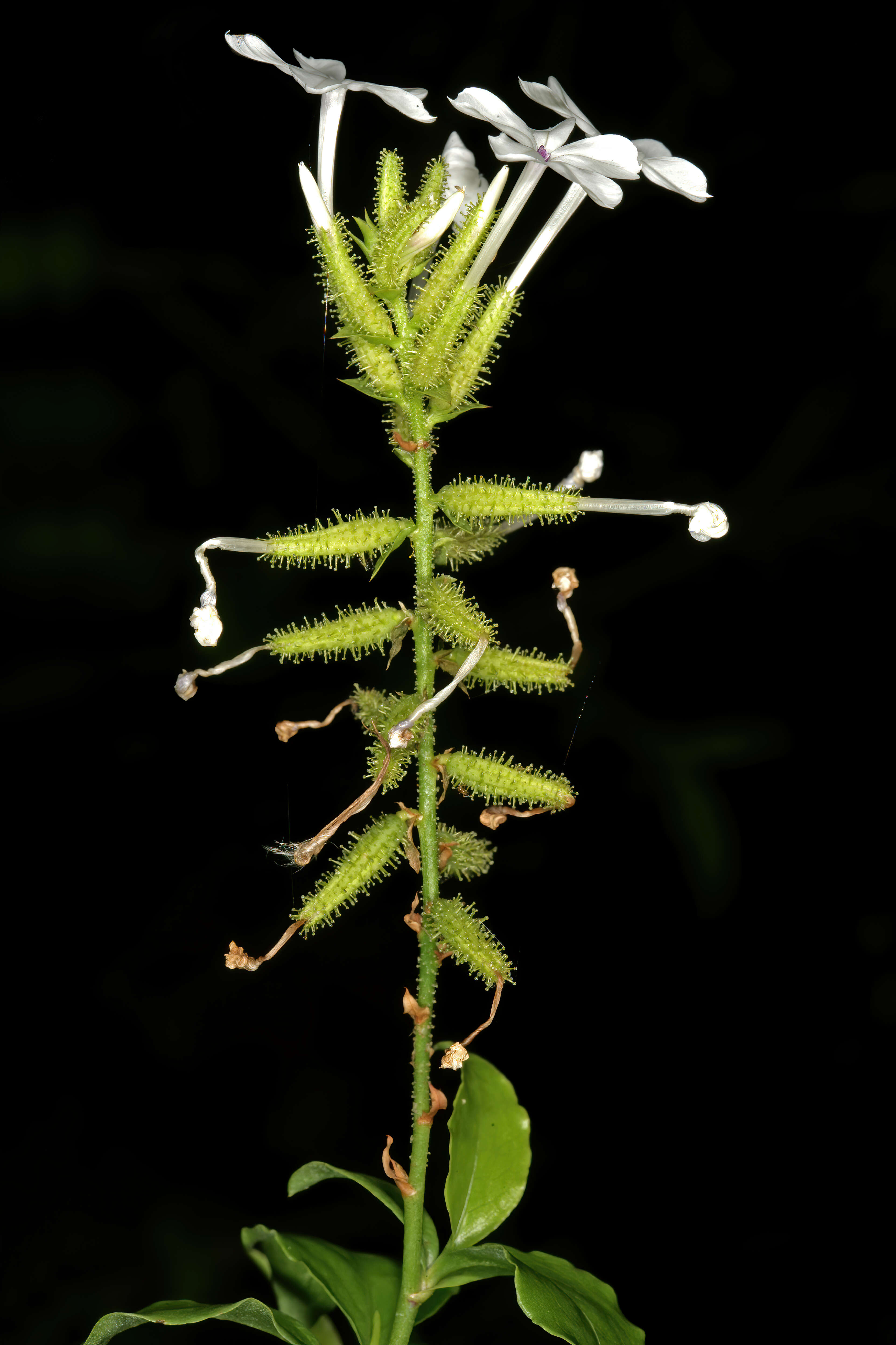 Image of wild leadwort