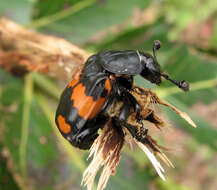 Image of Boreal Carrion Beetle