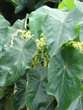 Image of parasol leaf tree