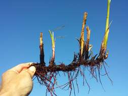 Image of lakeshore bulrush