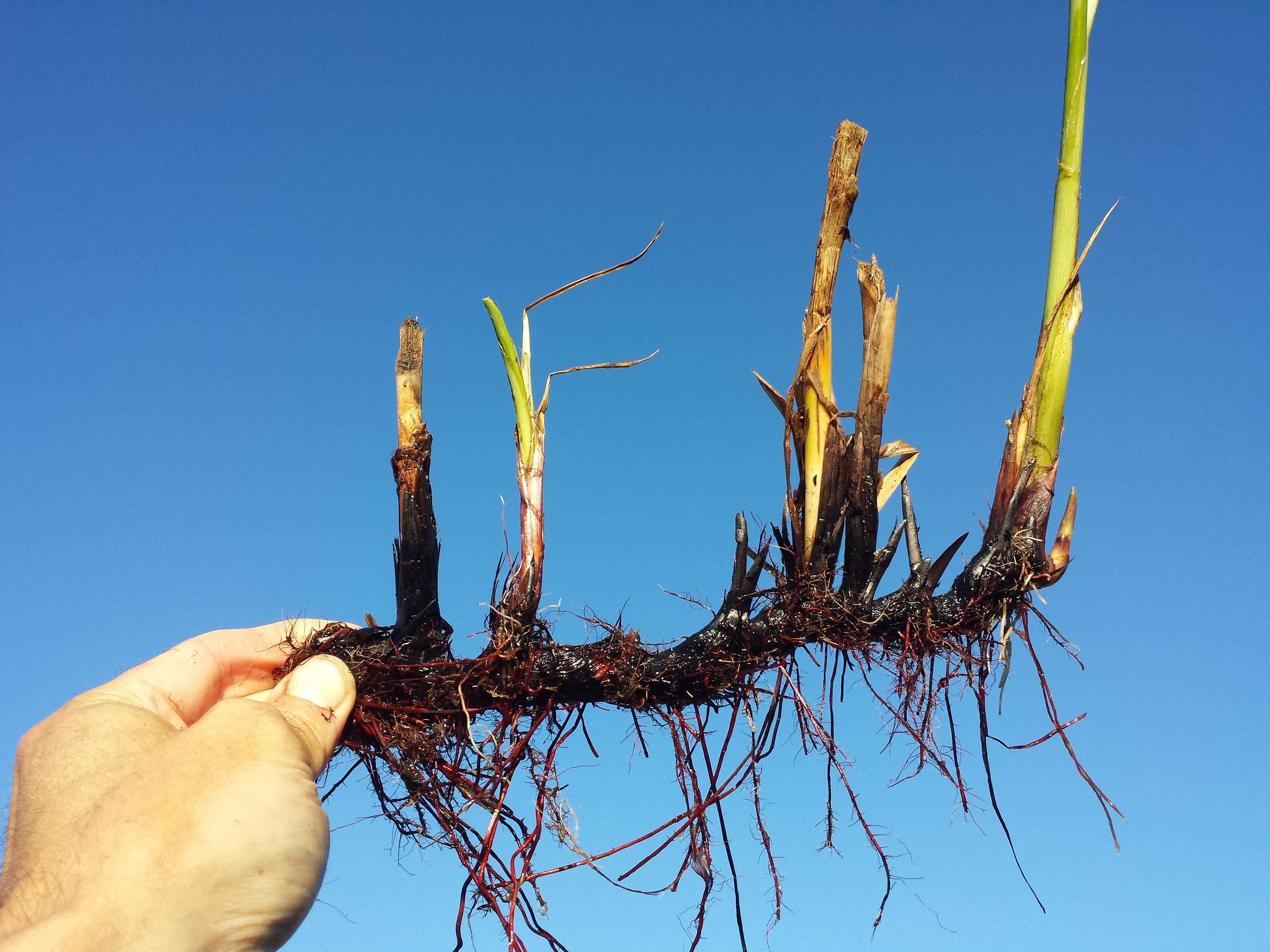 Image of lakeshore bulrush