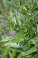 Image of Green Hound's-tongue