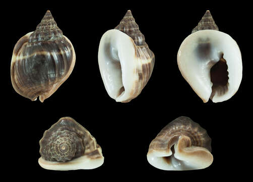 Imagem de Nassarius pullus (Linnaeus 1758)