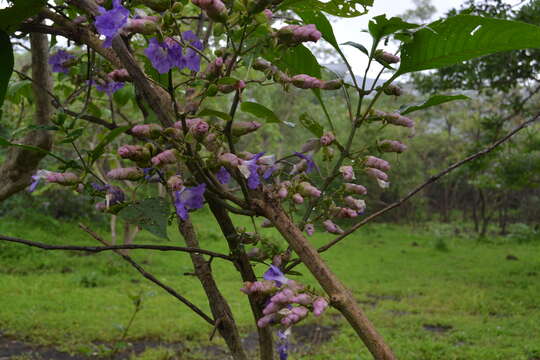 Image of Strobilanthes callosa Wall. ex Nees