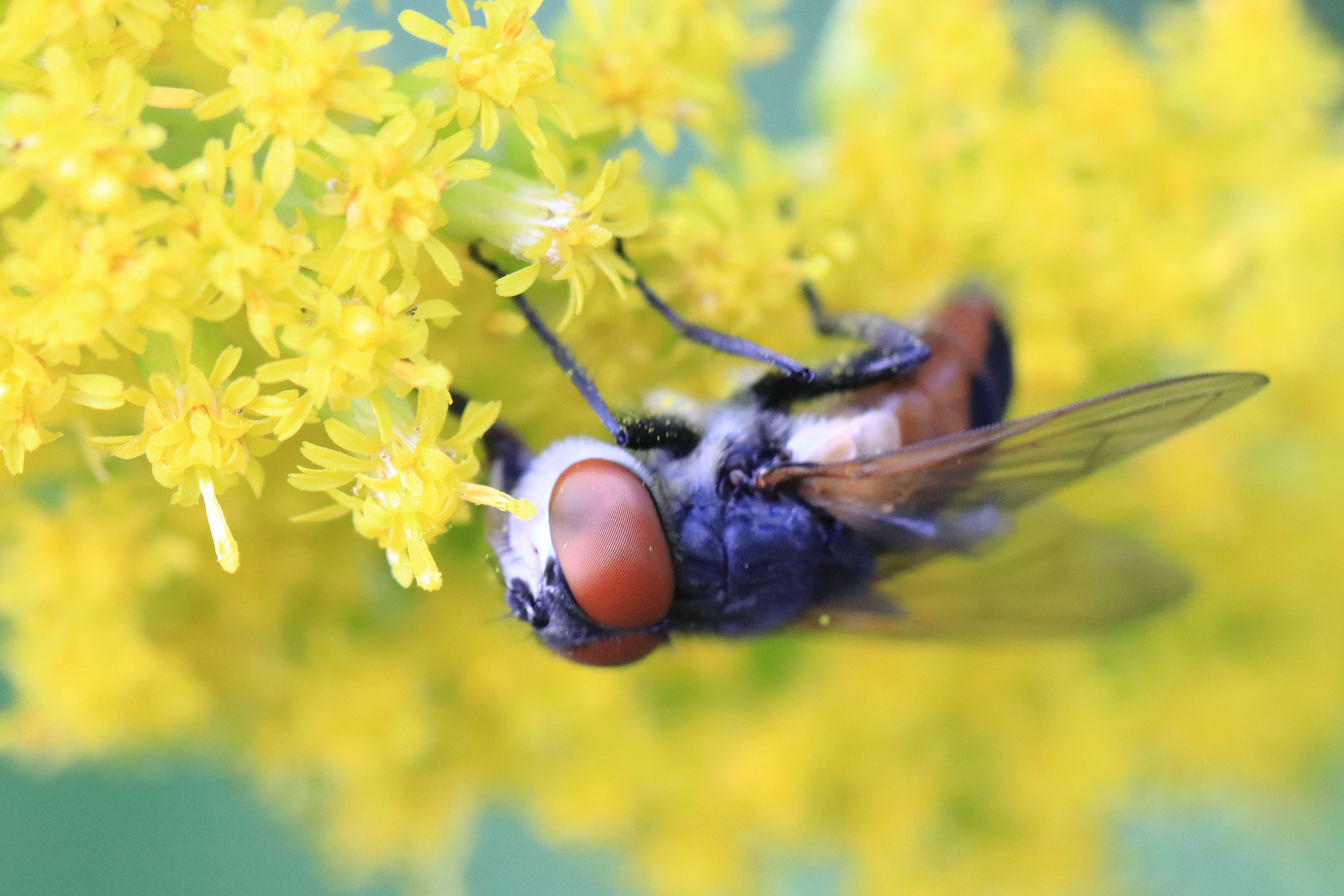 Image of Phasia aurigera (Egger 1860)