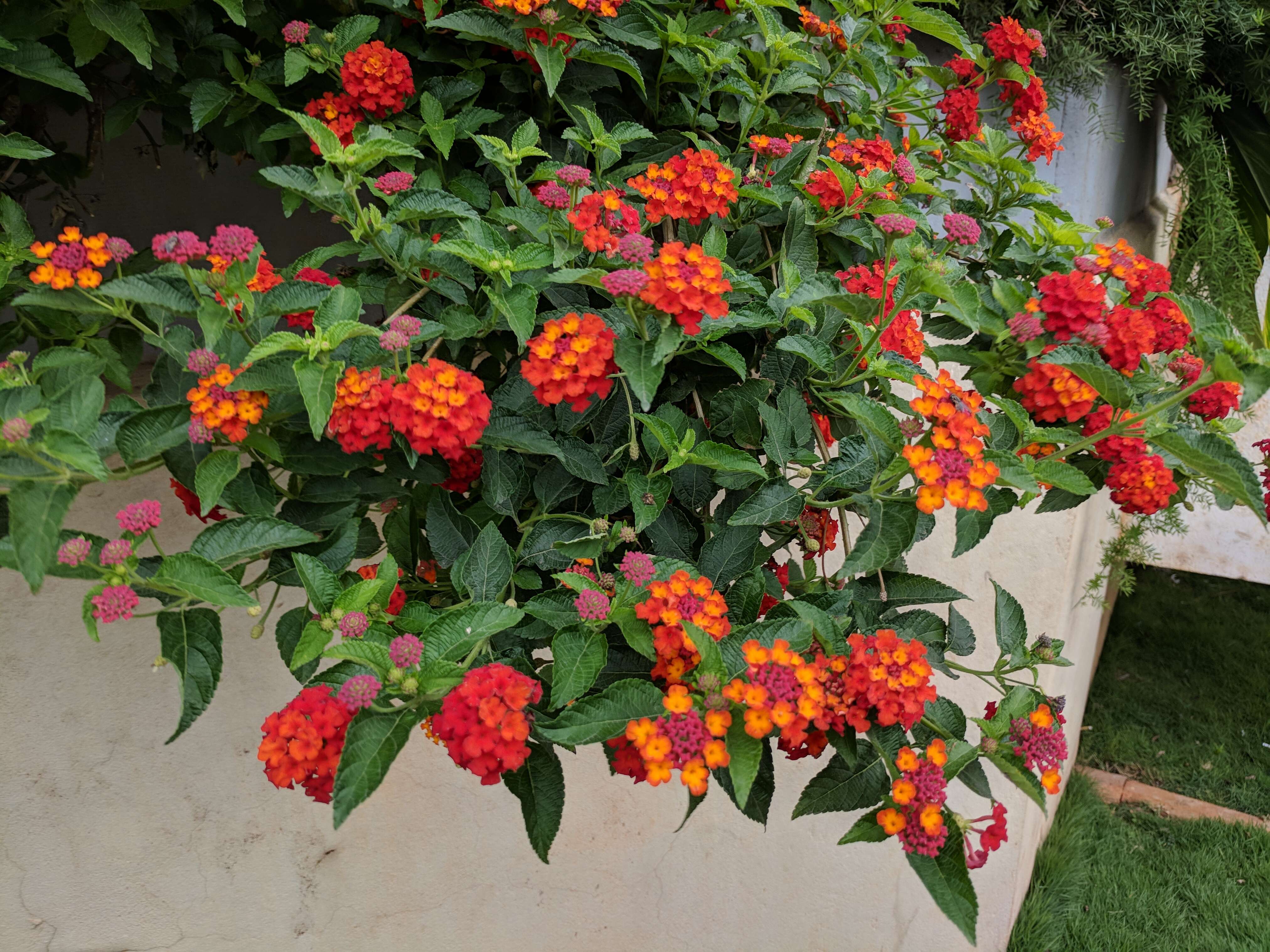 Image of lantana