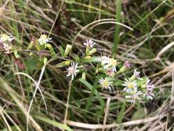 Image of calico aster