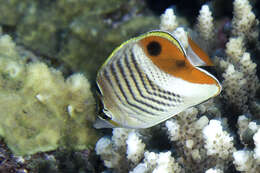 Image of Crown Butterflyfish