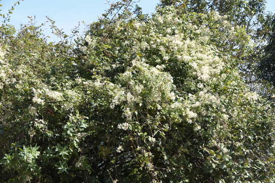 Image of Clematis javana DC.