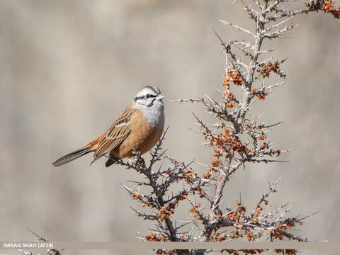 Image of European Rock Bunting