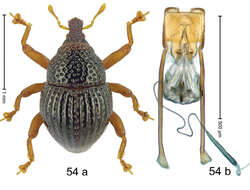 Image of Trigonopterus