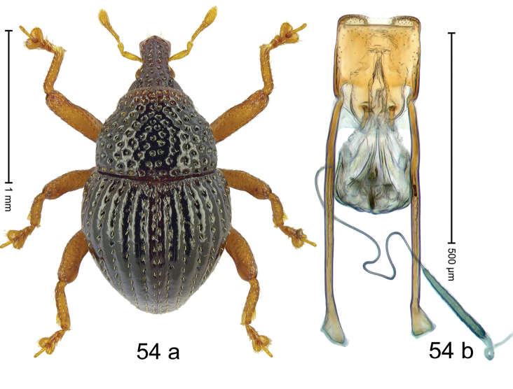 Image of Trigonopterus