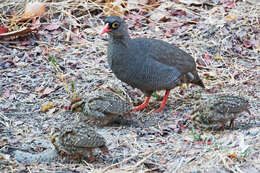 Image of Red-billed Francolin