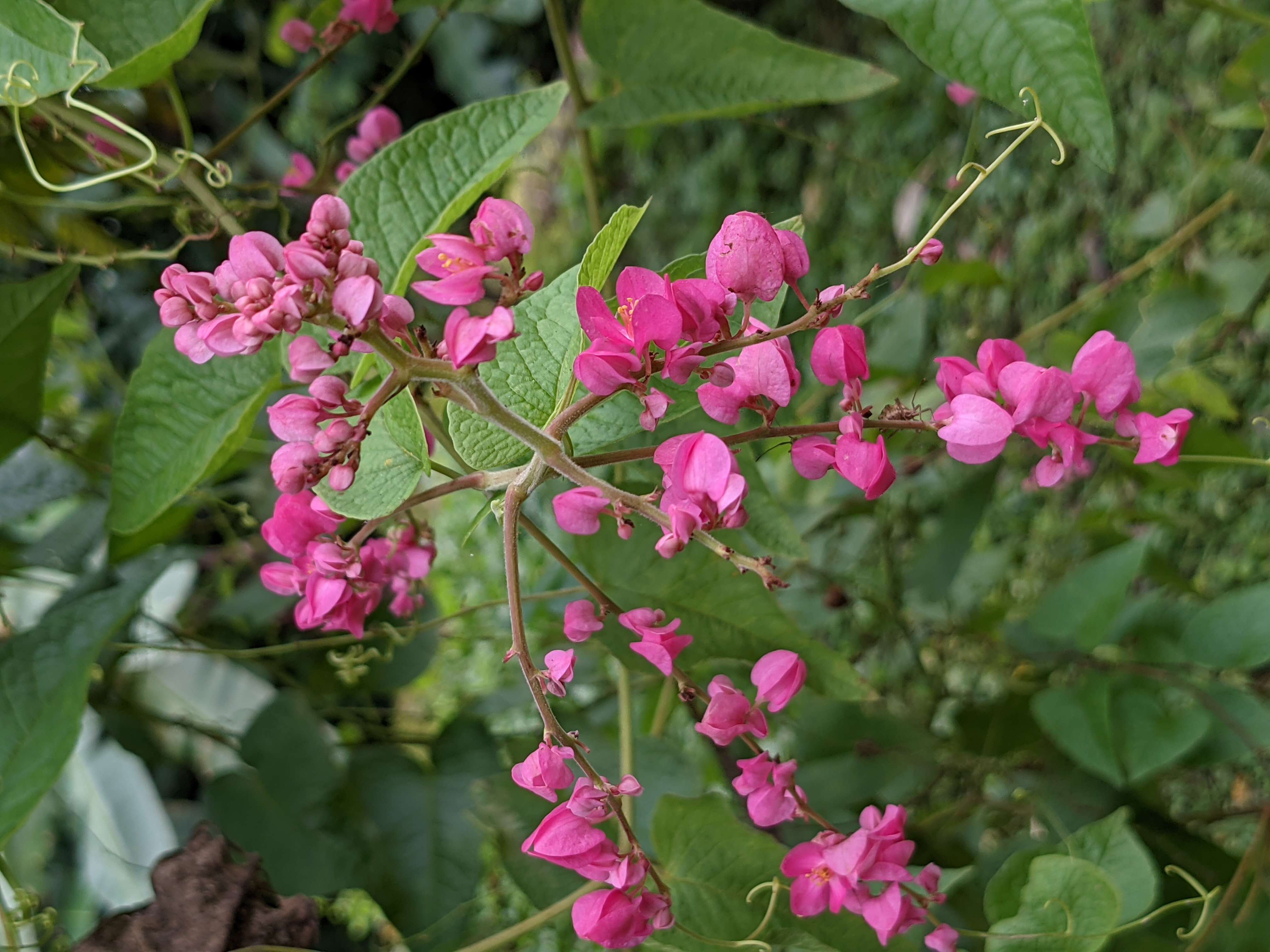 Image of antigonon