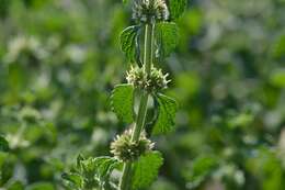 Image of horehound