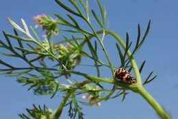 Image of Six-spotted Zigzag Ladybird