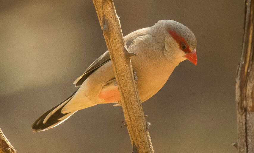 Image of Black-rumped Waxbill