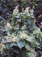 Image of Clerodendrum infortunatum L.