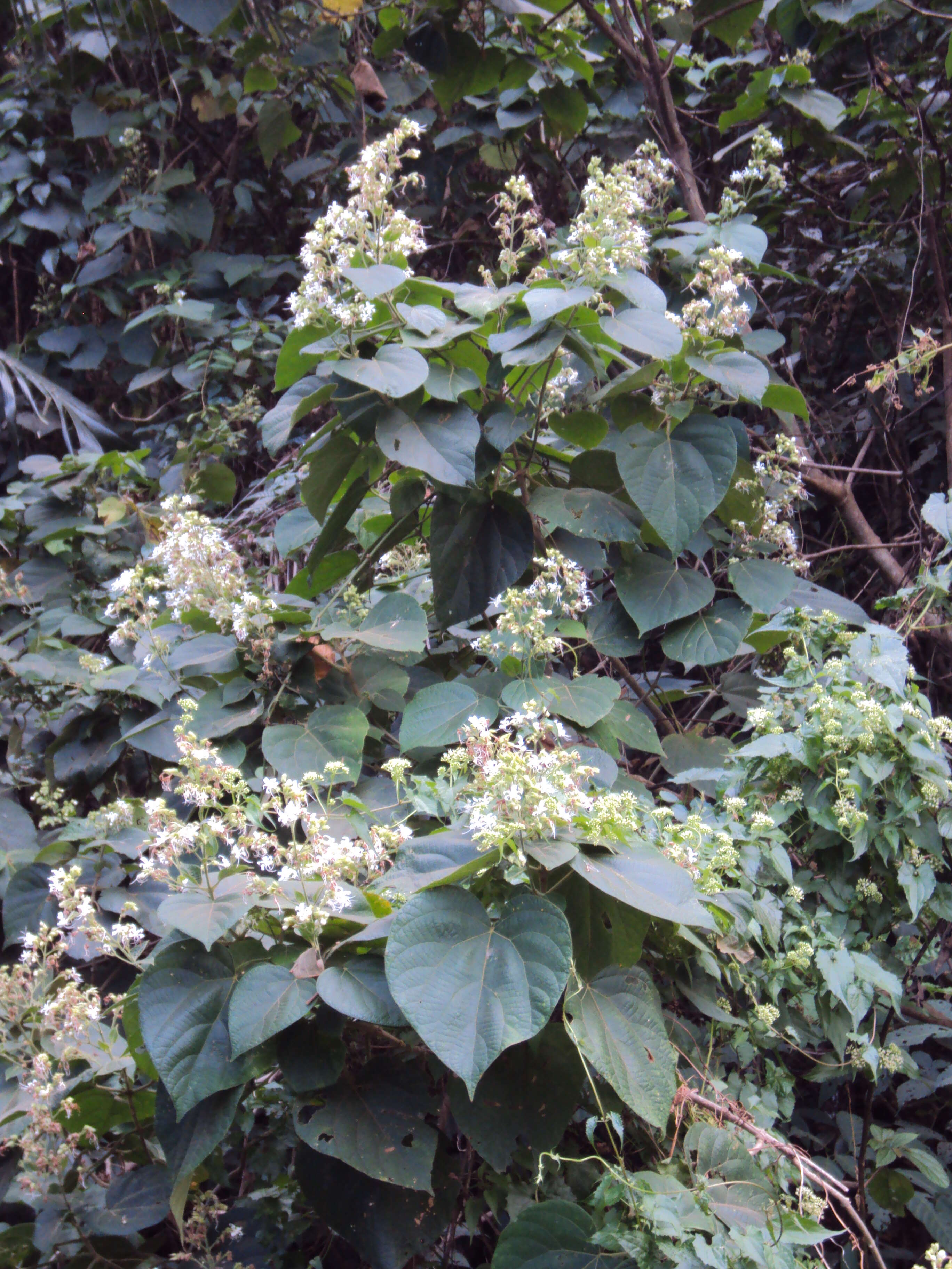 Image of Clerodendrum infortunatum L.