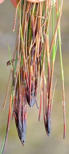 Image of bog-rush