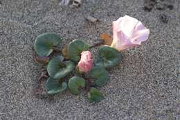 Plancia ëd Calystegia soldanella (L.) R. Br.