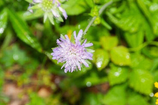 Слика од Knautia arvensis (L.) Coulter