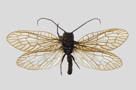 Image of Alderfly