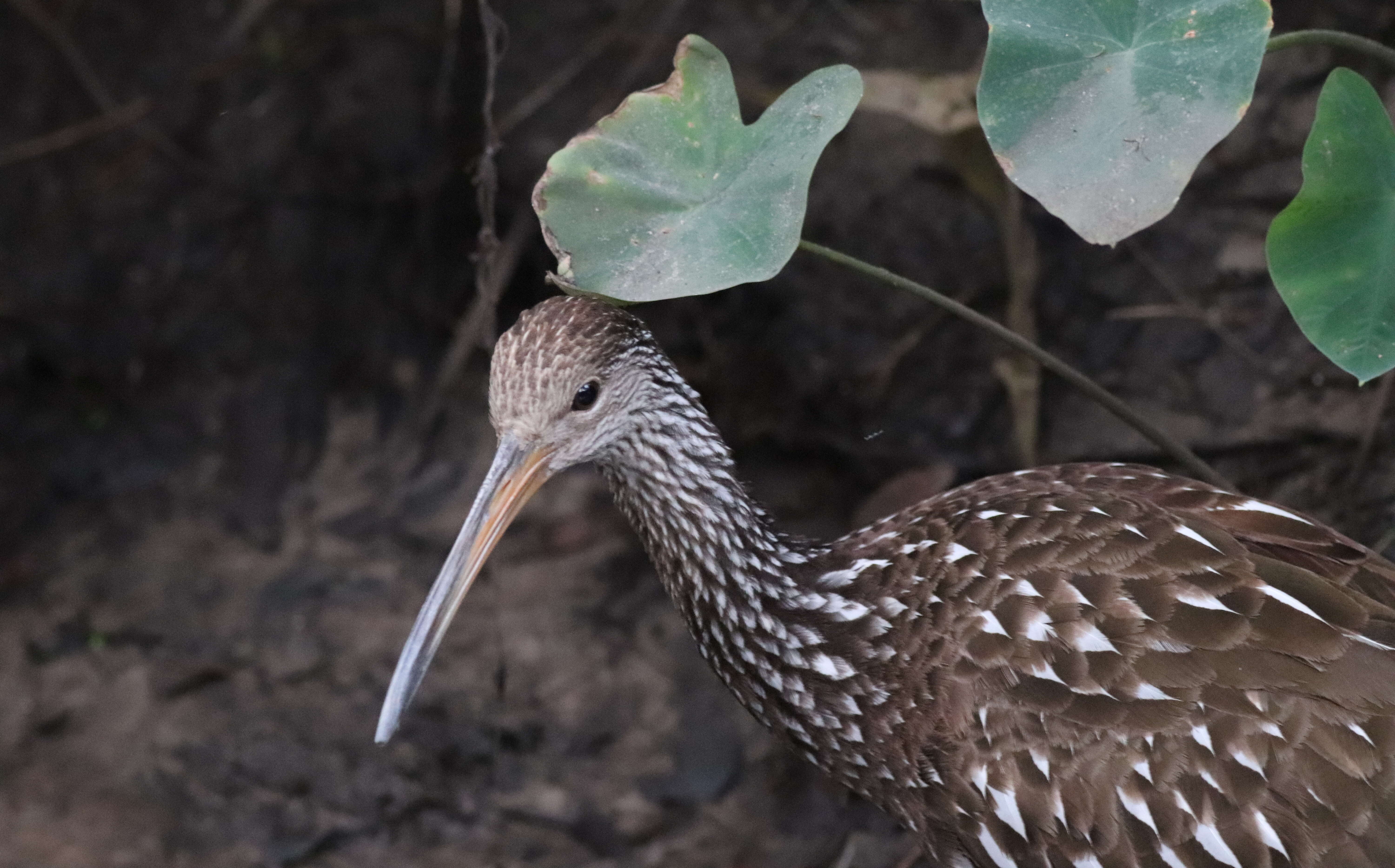 Image of limpkins