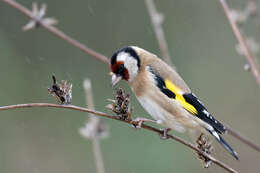 Image of European Goldfinch