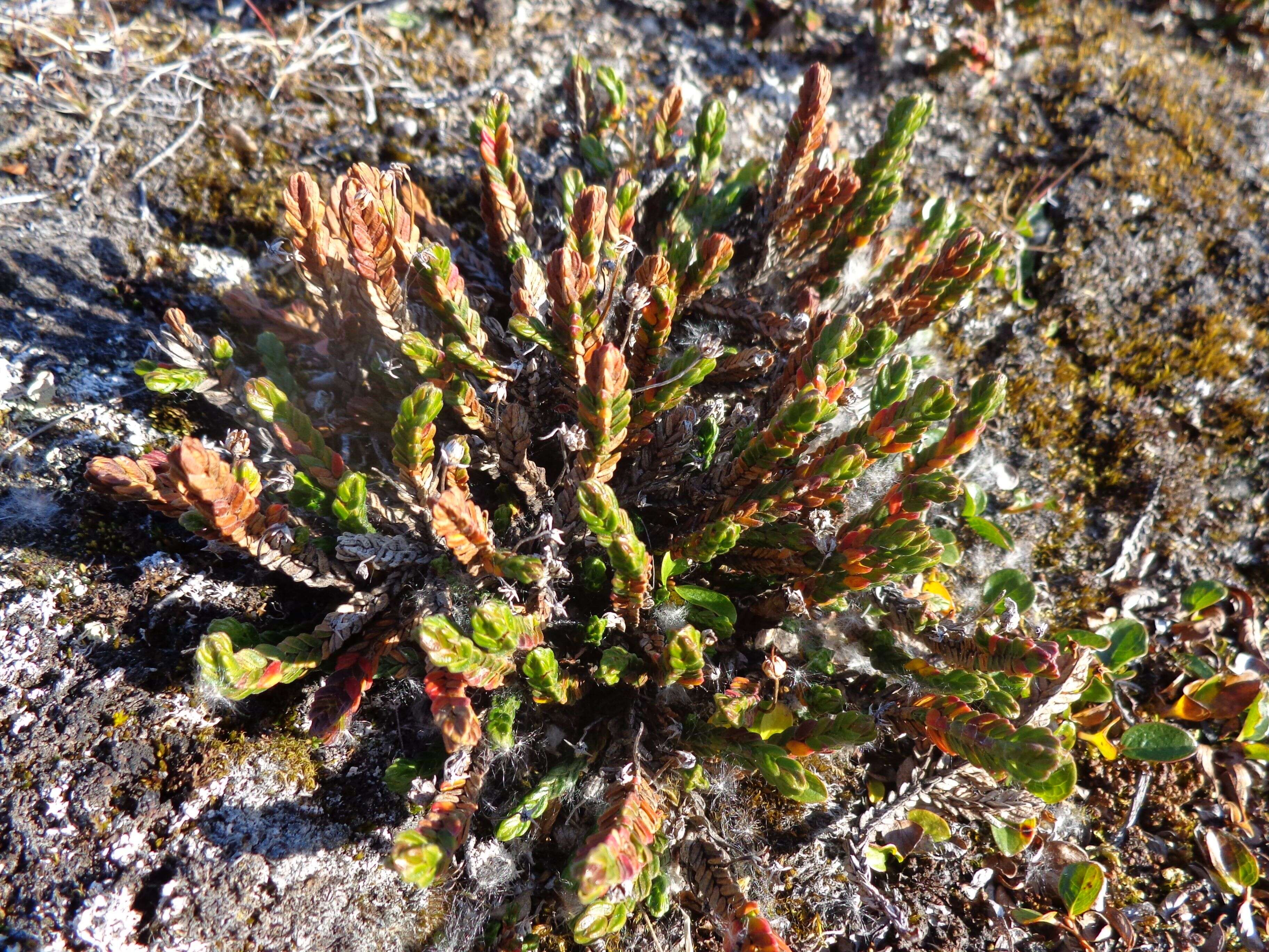 Image of white arctic mountain heather