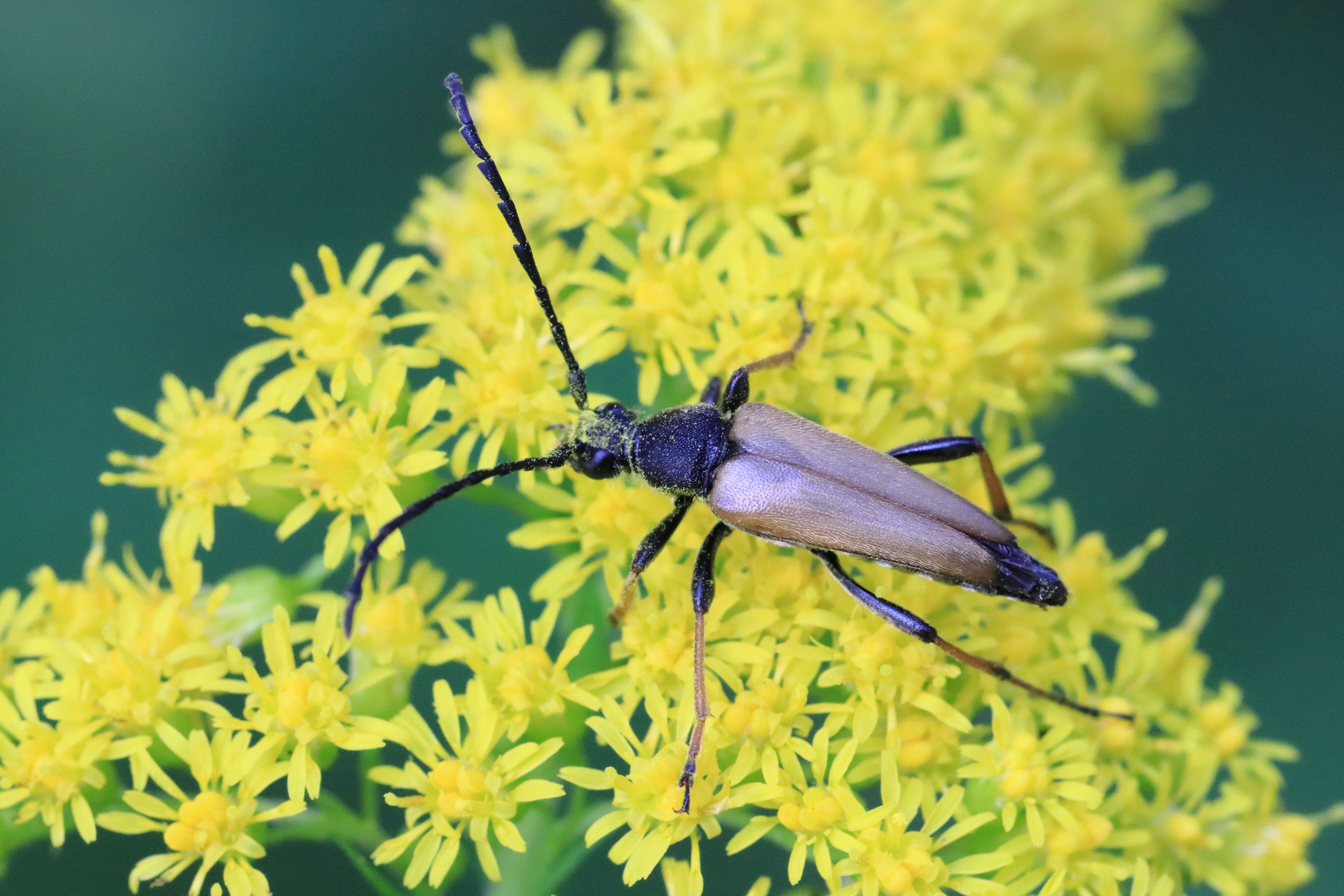 Image of Stictoleptura (Aredolpona) rubra (Linné 1758)