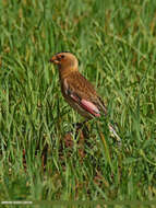 Image of Asian Crimson-winged Finch