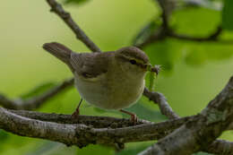 Image of Willow Warbler