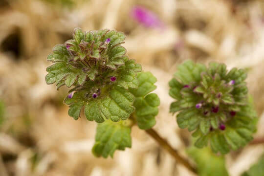 Image of common henbit