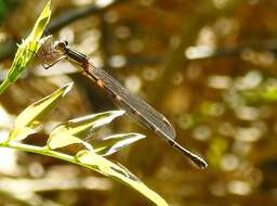 Image de Austrolestes leda (Selys 1862)