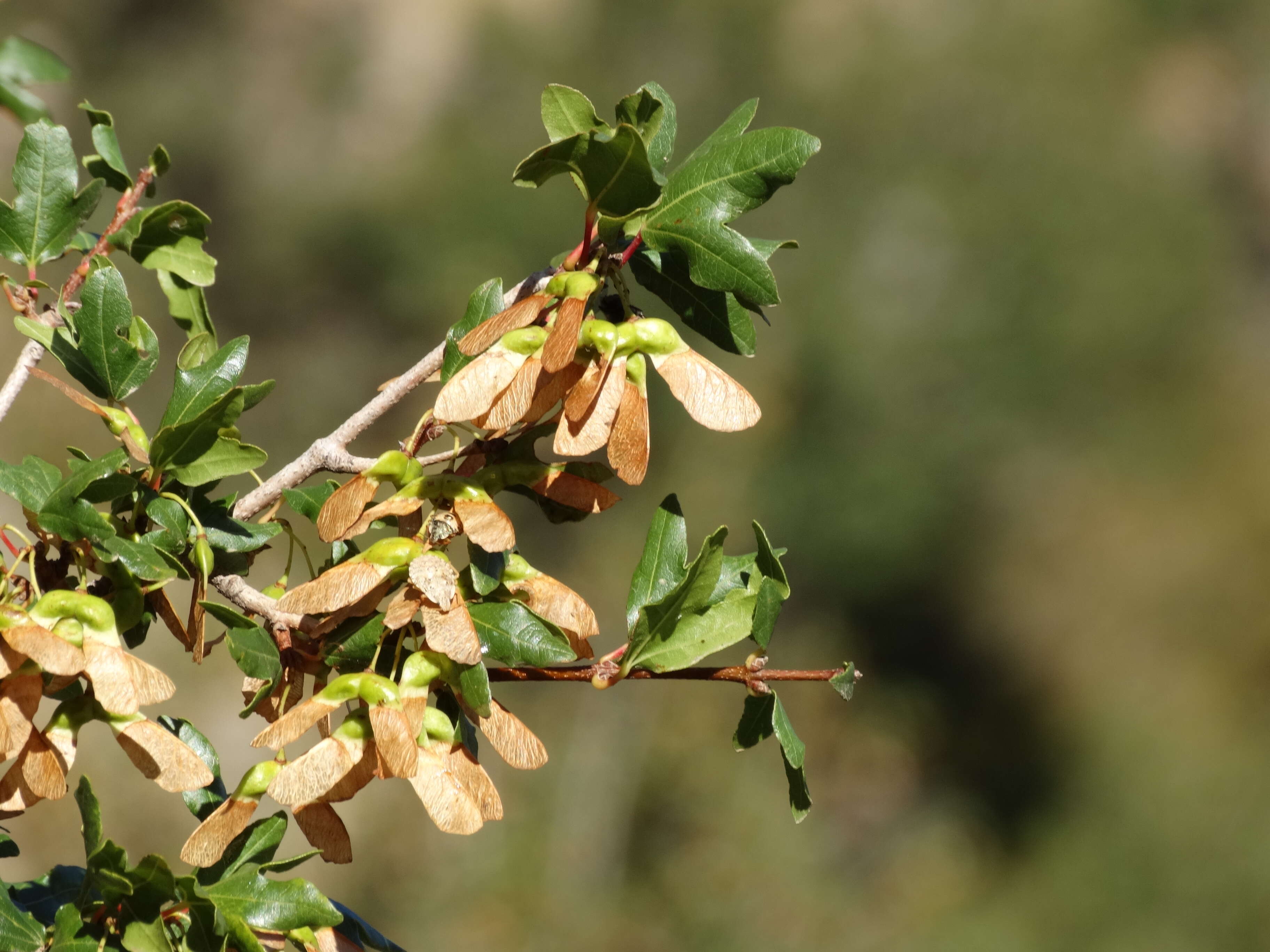 Image of Cretan maple