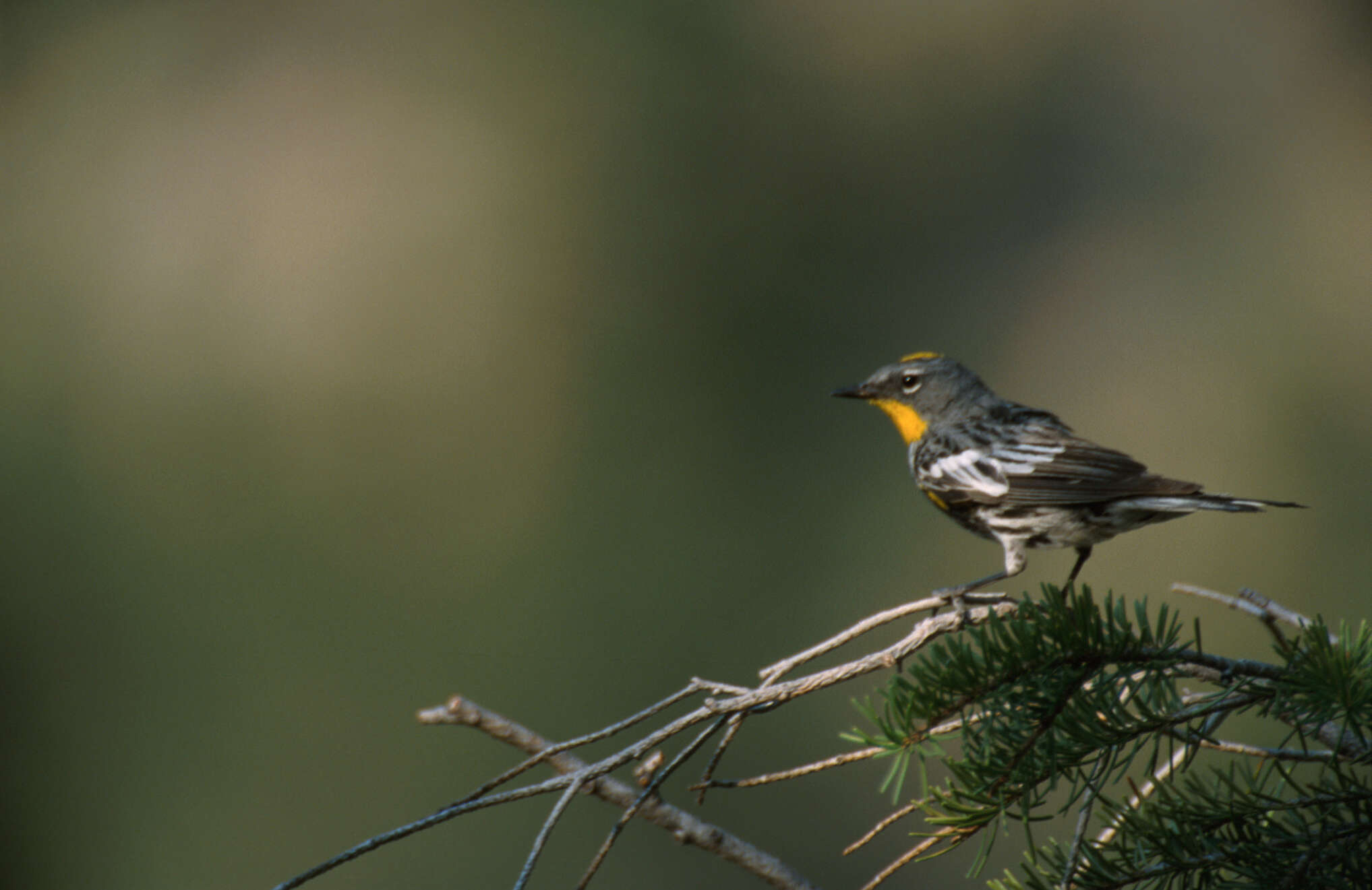 Image of Audubon's Warbler