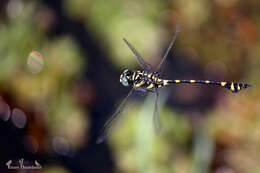 صورة Ictinogomphus rapax (Rambur 1842)