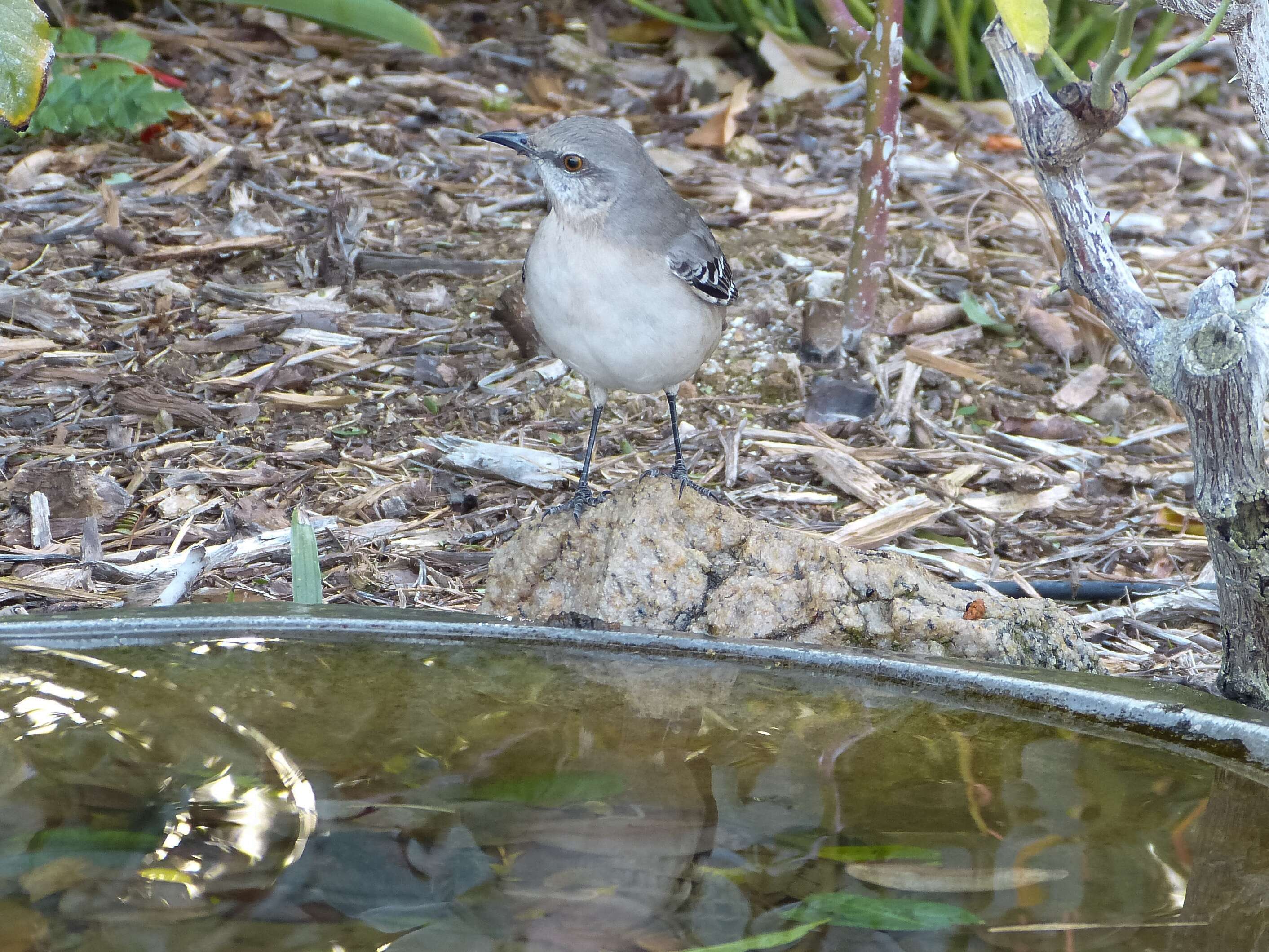 Image of Northern Mockingbird