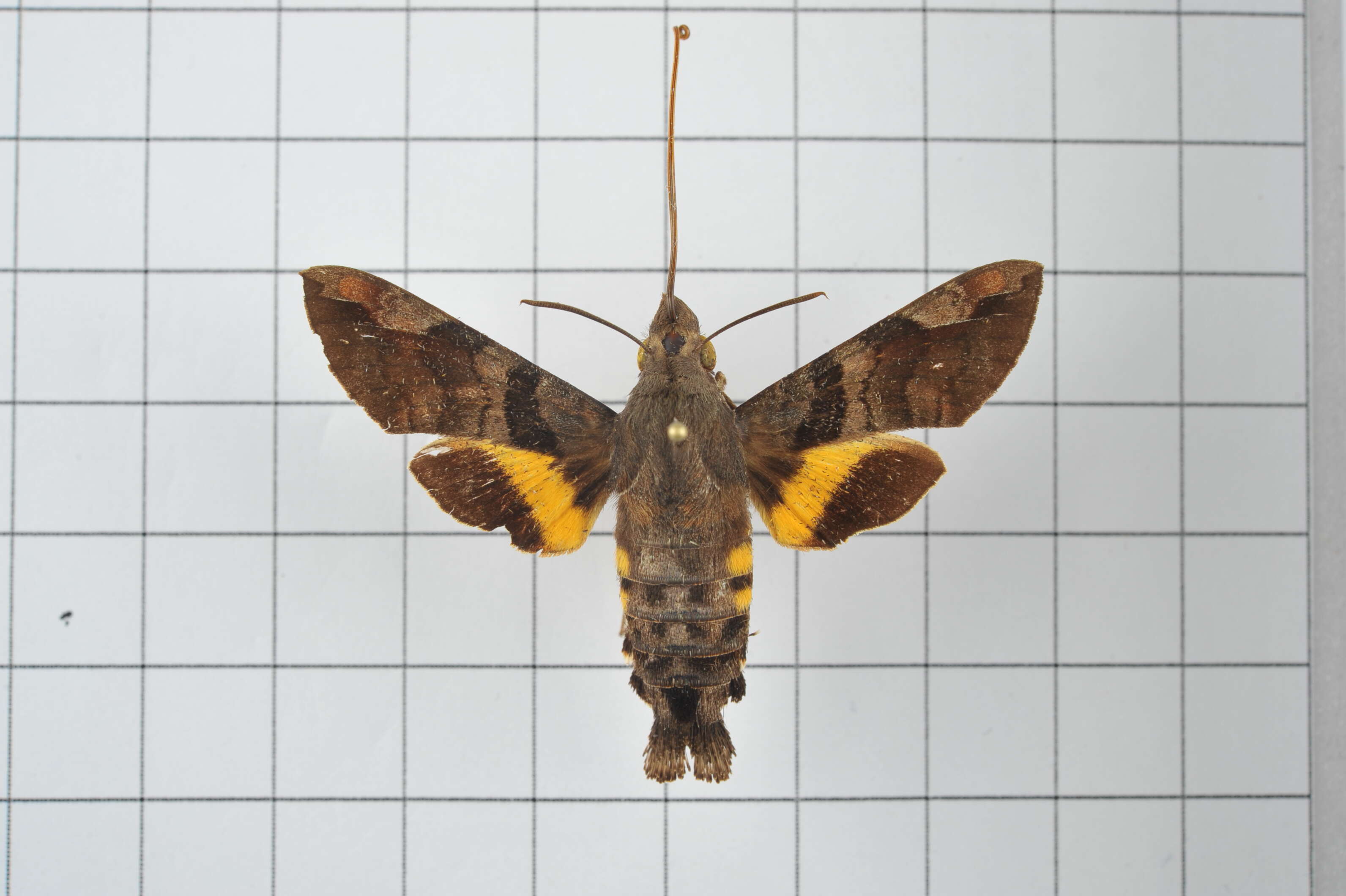 Image of Macroglossum saga Butler 1878