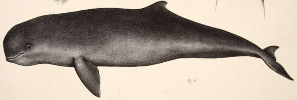 Image of Snubfin Dolphins