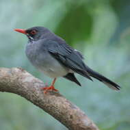 Image of Red-legged Thrush