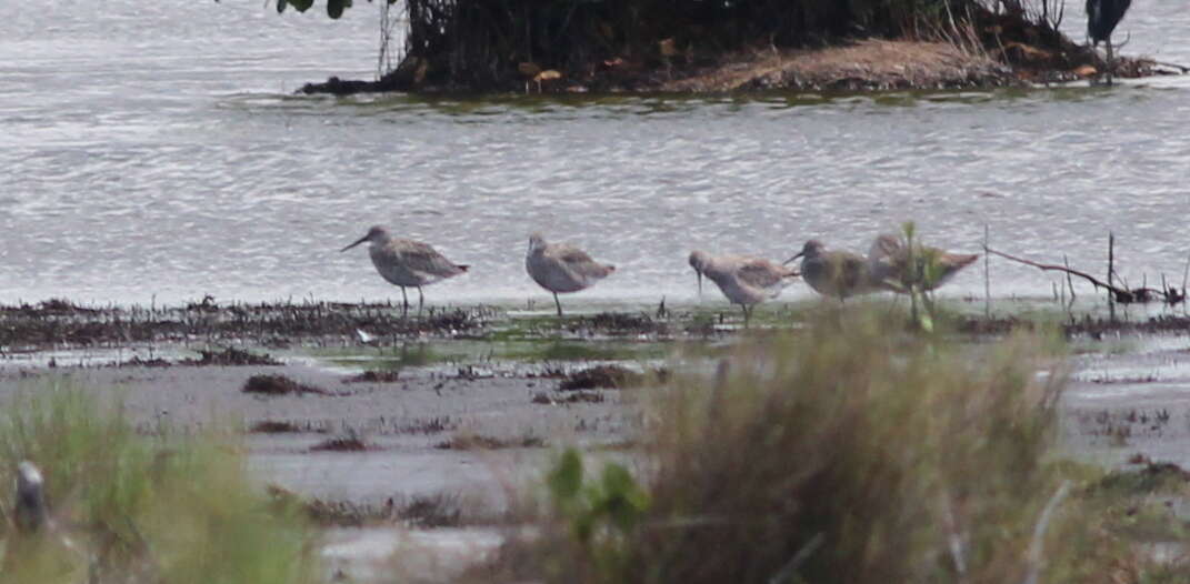 Image of Short-billed Dowitcher