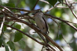 Pachyramphus aglaiae (Lafresnaye 1839) resmi