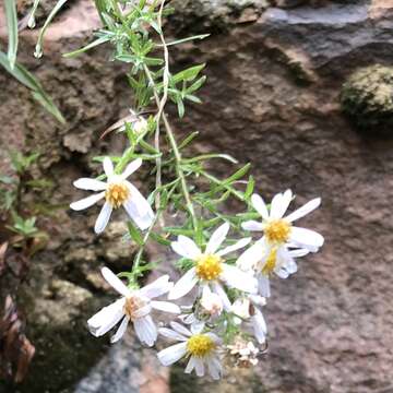 Image of Welsh's aster