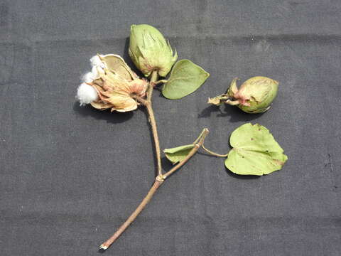 Image of Sea Island Cotton